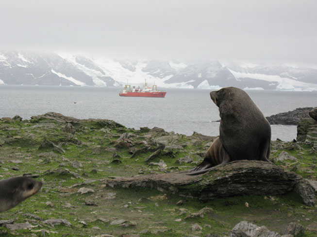Yuzhmo with seals